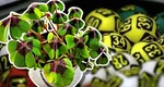 Rezultate Loto 30 octombrie 2025. Report de peste 8,78 milioane de euro la 6/49, categoria I. Avertisment al Loteriei Române referitor la tentativele de fraudă