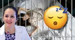 Somnul judecătorilor naşte monştri, cum a scăpat Alina Bica de închisoare! Nopţile petrecute în propria casă din Italia au fost asimilate de magistraţii români cu detenţia grea de penitenciar