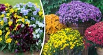 Florile rezistente la frig care pot fi plantate toamna. Aceste plante vor transforma complet aspectul grădinii