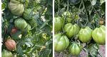Temperaturile scăzute din octombrie i-au lăsat pe fermieri cu legume necoapte în sere: ”Roșiile sunt acum gogonele de jumătate de kilogram”