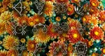 3 zodii care vor străluci după jumătatea lunii noiembrie. Cea mai bună perioadă pentru acești nativi