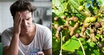 Ce este Hovenia dulcis, remediul tradițional asiatic împotriva mahmurelii ce face senzație. Ingredientul secret care te face ca nou după o seară de băută