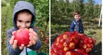 Cât costă merele pe care ți le culegi singur în livada uriașă din Bistrița-Năsăud. Ce mănânci acolo e din partea casei!
