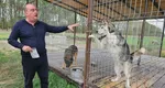 Gigi Neţoiu, afacere spectaculoasă: după fotbalişti, acum vinde câini de 20.000 de euro bucata. „Au picioare de aur!”