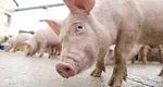 Românii riscă să rămână fără porcul de Crăciun! Avertisment de ultimă oră de la ANSVSA: risc crescut!