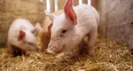Cât costă un porc de peste 100 de kilograme cu două luni înainte de Crăciun. Cererea este uriaşă