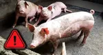 A început goana după porcul de Crăciun! Deja se fac rezervări, cât trebuie să plăteşti ca să nu rămâi fără piftie, friptură şi şorici de Sărbători