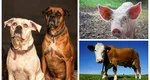 Se pregătește o nouă taxă – pe animale! Unde va fi aplicată și cât se va plăti. Sunt vizate inclusiv patrupedele turiștilor!