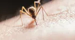 Alertă sanitară într-un oraș mare din România! Un bărbat infectat cu virusul West Nile a murit, alte patru persoane sunt spitalizate