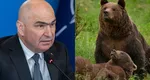 Urșii vor putea fi împușcați imediat și se acordă amenzi de până la 30.000 de lei pentru cei ce îi hrănesc. Ordonanța de Urgență urmează să fie adoptată de către Guvern DOCUMENT