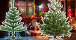Românii preferă să cumpere brad natural pentru Crăciun și intenționează să cheltuiască până la 400 lei – studiu