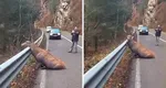 IMAGINI DUREROASE – Momentul în care un cerb matur este pe moarte, filmat și publicat pe Facebook: „Să le fie rușine, sper că va fi salvat”