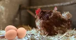 De ce găinile depun mai mai puține ouă toamna și cum poți crește producția lor