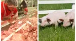 Cât costă porcul de Crăciun la Mega Image, Penny sau LIDL și cât costă direct de la țărani. De unde e mai avantajos să cumperi