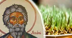 Tradiții de Sfântul Andrei. Când se pune grâușor la încolțit și care este rolul acestuia