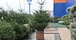 Cât costă un brad natural în iarna lui 2025, în magazinele Dedeman, Hornbach sau Leroy Merlin. Românii au început să renunțe la cei artificiali