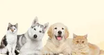 UE schimbă regulile pentru proprietarii de animale: Ce prevede noul proiect legislativ în cazul câinilor și pisicilor