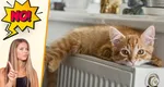 Pisica ta doarme pe calorifer? Dă-o jos imediat! Iată care este de fapt pericolul la care se expune