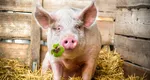 Ce trebuie să faci dacă urmează să tai porcul de Crăciun. Examenul obligatoriu pentru animale, potrivit DSVSA