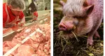Cât costă porcul de Crăciun cu o săptămână înainte de sărbători în piețe și supermarketuri. Cu cât se vinde porcul în viu direct de la poarta fermei