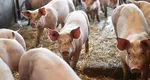 Fermierii din România au cea mai ieftină carne de porc din Uniunea Europeana. Preţul este cu peste 20% mai mic decât anul trecut, în aceeaşi perioadă