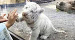 Un pui de tigru alb a murit la grădina zoologică din Craiova. Acesta înghițise o pungă de plastic aruncată de un vizitator