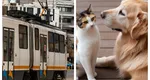 Este OFICIAL! Românii care își plimbă animalele de companie cu tramvaiul sau autobuzul trebuie să le plătească bilet separat