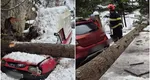 Brad prăbuşit peste o maşină parcată, în Argeş. Copacul a cedat sub greutatea zăpezii acumulate pe ramuri