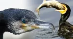 Populația de cormorani din Tulcea a fost scăpată de sub control. Oamenii se plâng că păsările mănâncă prea mult pește și au făcut o petiție pentru a scăpa de ele
