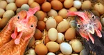 Trucuri simple din gospodărie ca găinile să ouă și iarna. Ce fac micii crescători când vine frigul