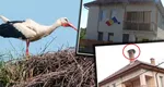 Situație inedită pentru polițiștii dintr-o comună clujeană: sunt ținuți în frig de… o barză. Pasărea și-a făcut cuib pe hornul sediului instituției