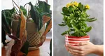 De ce pun oamenii o monedă de cupru sau argint în ghivece. Trucul banal care aduce primăvara mai repede în balconul tău