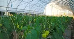 Scumpiri uriașe în legumicultură. Costurile de producție ar putea crește cu până la 70% în 2026