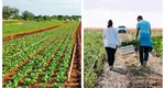 Scumpiri uriașe pentru producătorii de legume. Cât au crescut costurile de producție