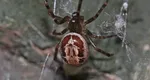 O specie periculoasă de păianjeni se răspândește fulgerător! Un bărbat a ajuns în stare critică la spital după o singură mușcătură
