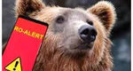 Ro-Alert marţi seara, un urs a fost văzut în oraşul Cugir. Amenzi de 30.000 de lei pentru cine hrăneşte urşii