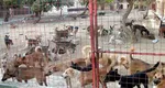 Percheziţii în patru judeţe în cadrul unei anchete privind eutanasierea ilegală a câinilor fără stăpân