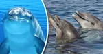 Războiul din Ucraina alungă delfinii din Marea Neagră. Cercetătorii trag un semnal de alarmă