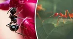 Comerț ilegal cu furnici. O singură insectă se vinde cu 220 de dolari