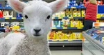 Lidl aduce mielul românesc la galantar înainte de Paşte. Ce chilipiruri sunt în acest weekend şi surpriza pregătită pentru cei nevoiaşi
