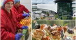 Carmistin The Food Company își consolidează poziția de lider în sectorul avicol din România, prin dublarea producției în ultimii doi ani