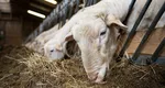 România se pregătește să exporte peste un milion de ovine, inclusiv carne. Este o premieră pentru țara noastră
