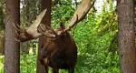 4 elani vor putea fi admirați în Parcul Natural Vânători Neamț. Un proiect a reintrodus specia pe teritoriul țării