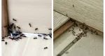 Cum să scapi de furnicile din casă, fără să folosești soluții toxice. Cele mai simple și eficiente metode