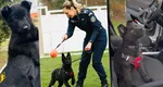 Cum învață Iureș, un ciobănesc german de la Centrul Chinologic din Sibiu, să depisteze droguri. Are doar 4 luni