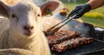 „Mioriţa” va face transhumanţa peste ocean. Speriat de rachetele din Golf, mielul românesc va ajunge barbecue în SUA