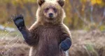 Legea care dublează numărul urşilor ce pot fi împuşcaţi a fost votată de Parlament şi merge la promulgare. Aproape 1.000 de urşi ar urma să fie omorâţi în România, în 2026