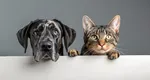 UE a adoptat noi reguli pentru proprietarii de câini și pisici. Ce trebuie să știe iubitorii de animale