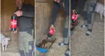 Motivul halucinant pentru care un fermier dă Coca-Cola porcilor. Internauţii şi-au dat măsura talentului în ironii: „Le dai Cola pentru că înainte au mâncat McDonald’s?”/”A zis Ronaldo să nu mai bei Cola”