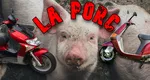 Cursă „nebună” într-o comună din Iași. Doi tineri au băut la barul „La Porc”, s-au întrecut cu scuterele 5 – 10 metri și au intrat unul în altul